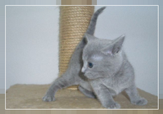 Mistery gatinho azul da russia